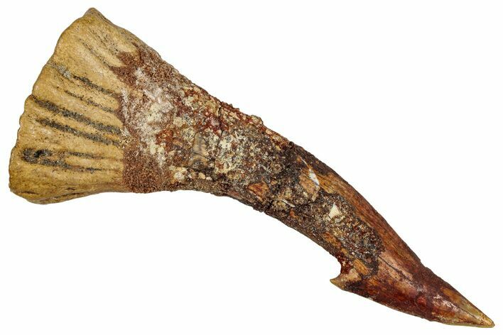 Huge, Fossil Sawfish (Onchopristis) Rostral Barb - Morocco #351682